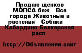 Продаю щенков МОПСА беж - Все города Животные и растения » Собаки   . Кабардино-Балкарская респ.